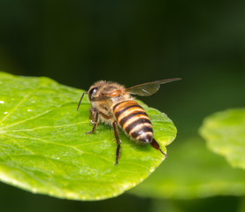 bee
