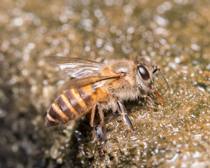 bee