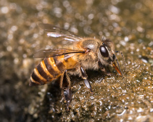 bee
