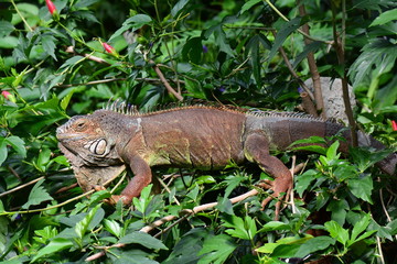 An iguana grabs some sun in the gardens and poses for its portrait.