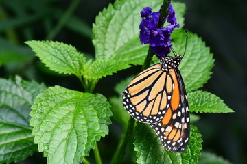 The Monarch butterfly lands on a flower in the gardens.