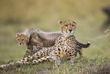 Mother cheetah and her cub in the savannah. Kenya. Tanzania. Africa. National Park. Serengeti. Maasai Mara. An excellent illustration.