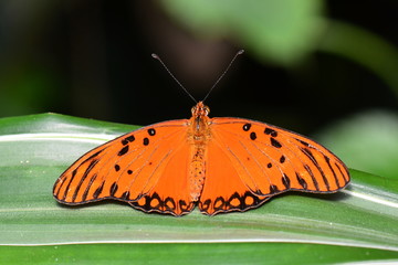 The Gulf Fritillary butterfly comes to the gardens for a visit.