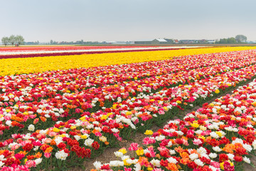 Multicolored tulip field in North Holland during spring    
