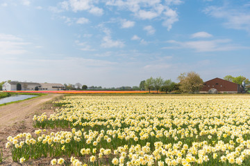 Yellow narcissus field in North Holland during spring 