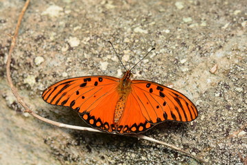 Fototapeta na wymiar The Gulf Fritillary butterfly comes to the gardens for a visit.
