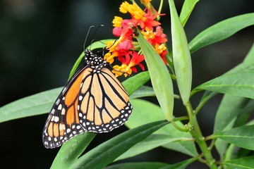 The Monarch butterfly lands on a flower in the gardens.