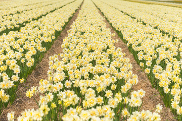 Yellow narcissus field in North Holland during spring 