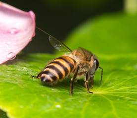 bee
