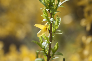 forsythia