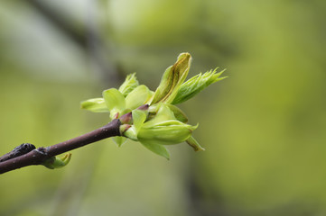 клен , распускающийся бутон