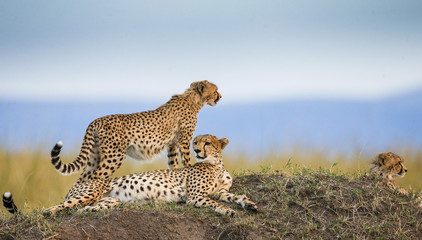 Three cheetahs in the savannah. Kenya. Tanzania. Africa. National Park. Serengeti. Maasai Mara. An excellent illustration.