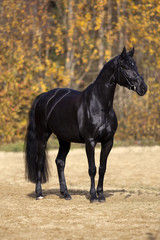 black horse portrait outside with colorful autumn leaves in back