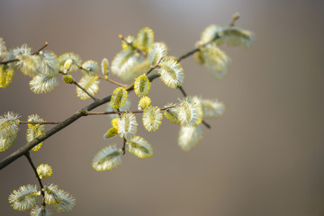 Twig of willow with flowers in spring.