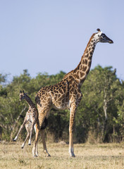 Female giraffe with a baby in the savannah. Kenya. Tanzania. East Africa. An excellent illustration.