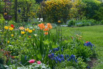 Colorful spring flowers: tulips, grape hyacinth in garden.