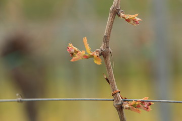 Traubenknospe im Frühling