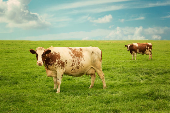 Cow on summer green grass meadow