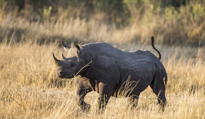 Obraz premium Rhinoceros in the savannah, Kenya. National Park. Africa. An excellent illustration.