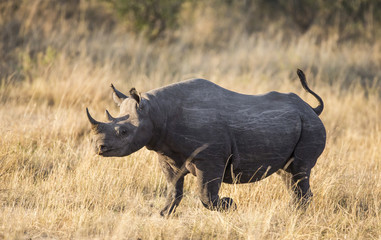 Obraz premium Rhinoceros in the savannah, Kenya. National Park. Africa. An excellent illustration.