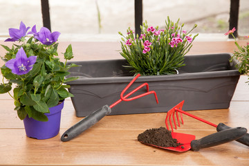 Plantation de fleurs en pot