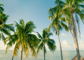 Tropical palm trees and ocean