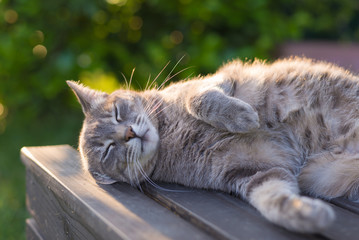Cat lying on bench in backlight at sunset