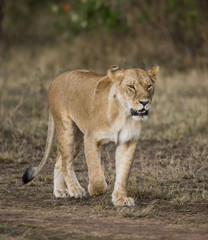 Lioness walking along the road in the national park. Kenya. Tanzania. Maasai Mara. Serengeti. An excellent illustration.