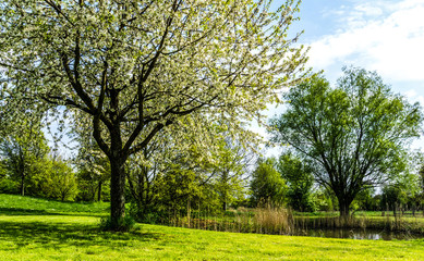 frühling im park