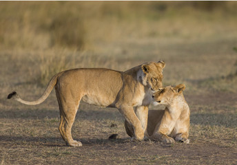 Obraz premium Two lionesses play with each other. National Park. Kenya. Tanzania. Masai Mara. Serengeti. An excellent illustration.