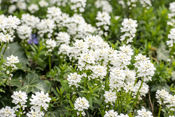 Immergrüne Schleifenblume 9