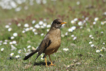 trush bird in Falklands