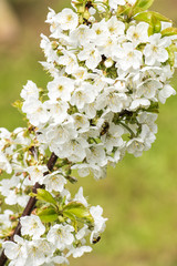 Apfelblüte 17