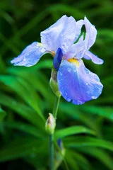 Crédence de cuisine en verre imprimé Iris Fleur d& 39 iris violet barbu se bouchent