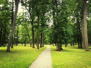 Path in green summer park