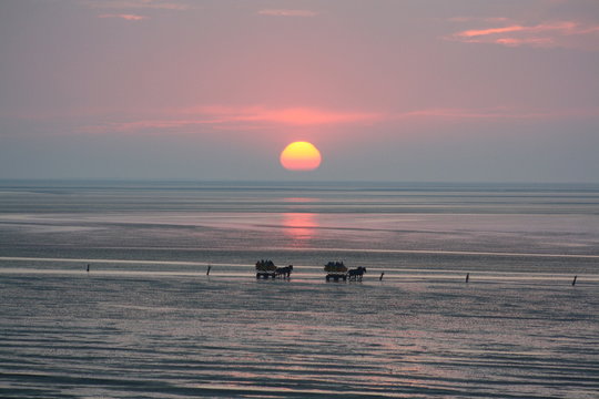 Pferdekutschen im Watt  vor Cuxhaven