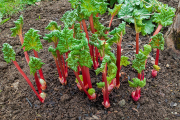 fresh rhubarb in the garden