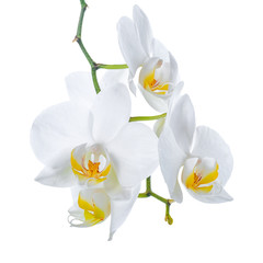 Naklejka na ściany i meble beautiful branch of blooming white with yellow orchid flower, ph