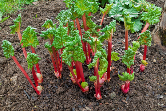 Fresh Rhubarb In The Garden