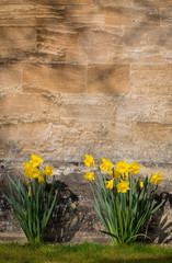 Yellow Daffodil Narcissus Flowers Blooming, Stone Wall Backgroun