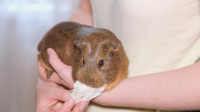 морская свинка на руках жует капусту