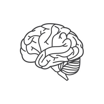 Human brain line icon