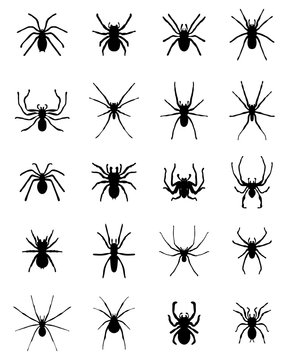 Black silhouettes of different spiders, vector