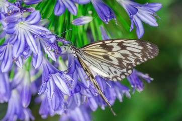 Pretty purple flowers with butterfly 