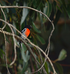 scarlet robin is perching on the tree

