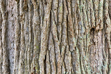 Old oak bark texture, background.
