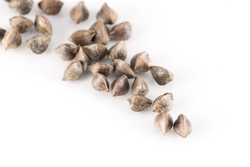 Fagopyrum esculentum (buckwheat) Seeds