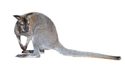 gray kangaroo isolated on a white