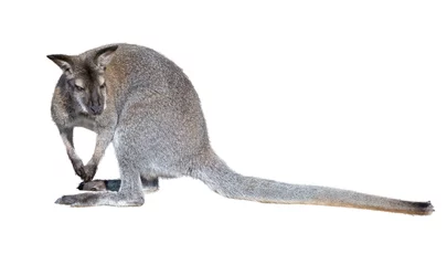 Papier Peint photo autocollant Kangourou kangourou gris isolé sur fond blanc