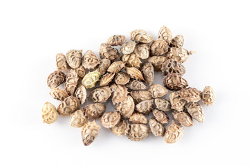 Lupinella seeds